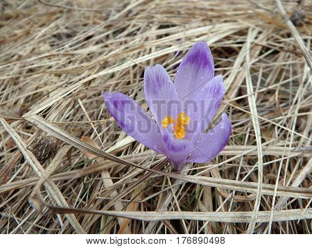 Beautiful purple spring flowers , saffron , crocus , (Crocus heuffelianus)