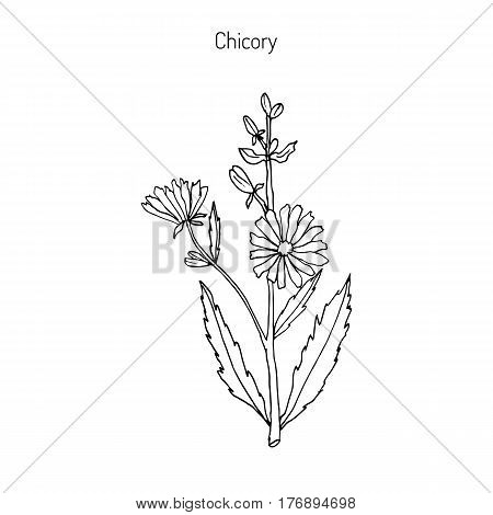 Chicory Cichorium Intybus . Hand drawn botanical vector illustration