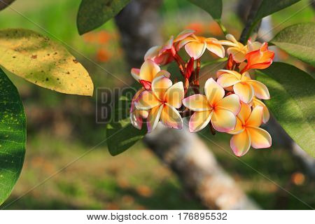 plumeria flower yellow or desert rose beautiful on tree ( Common name Apocynaceae Frangipani Pagoda Temple )