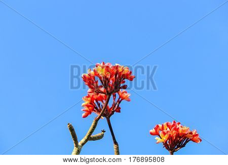plumeria flower pink or desert rose beautiful on tree and sky background ( Common name Apocynaceae Frangipani Pagoda Temple )