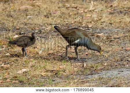 Adult Tasmanian nativehen and chick walking and browsing