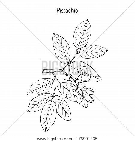 Pistachio Pistacia vera . Hand drawn botanical vector illustration