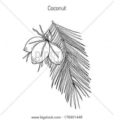Coconut Cocos nucifera . Hand drawn botanical vector illustration