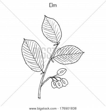 Field Elm Ulmus minor . Hand drawn botanical vector illustration