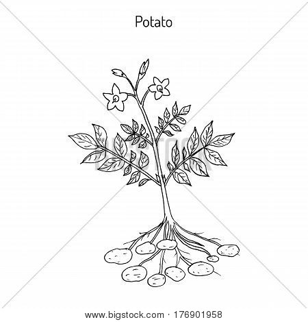 Potato plant Solanum tuberosum . Hand drawn botanical vector illustration