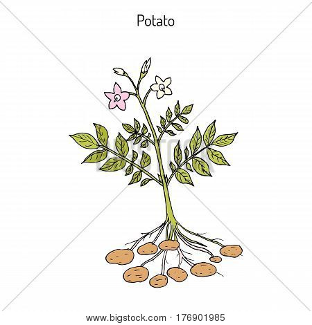 Potato plant Solanum tuberosum . Hand drawn botanical vector illustration