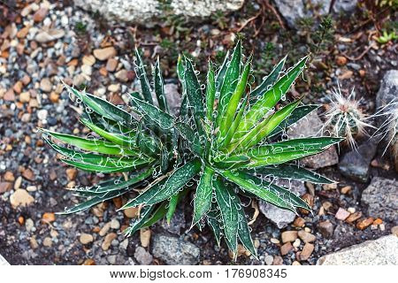 Beautiful green agave filifera plant in botanical garden closeup selective focus. Urban gardening