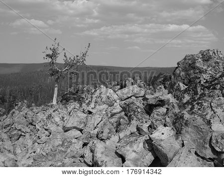 A lone forked tree somehow manages to grow in the Big Obsidian Flow in the Newberry National Volcanic Monument in Central Oregon on a sunny fall day.
