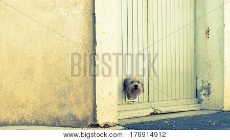 terrier dog pokes its head through small trapdoor in garage door.