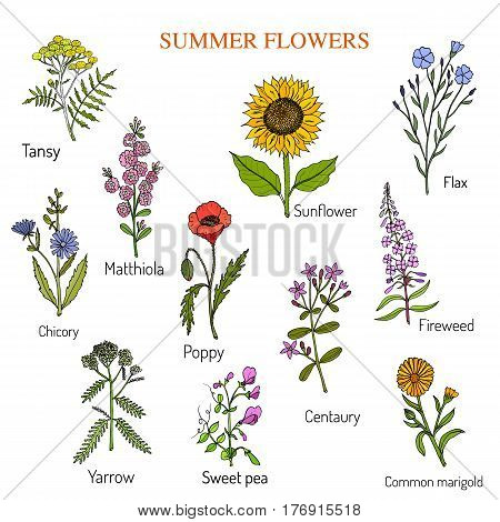 Big summer flowers set, hand drawn vector illustration