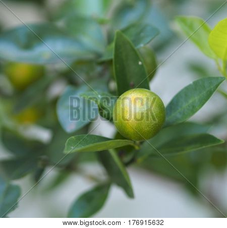 Fresh Kumquat Citrus Japonica Fruit On Tree