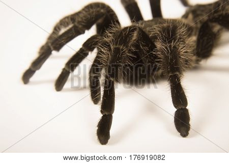 Closeup of danger mexican spider (brachypelma albopilosum)
