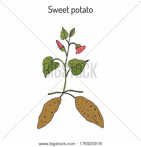 Sweet Potato ipomoea batatas . Hand drawn botanical vector illustration