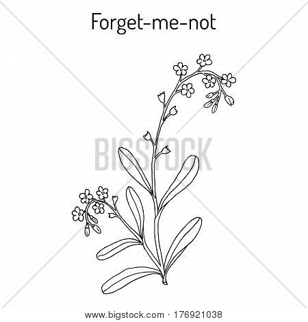 Forget-me-not Myosotis arvensis . Hand drawn botanical vector illustration