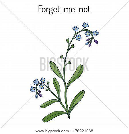 Forget-me-not Myosotis arvensis . Hand drawn botanical vector illustration
