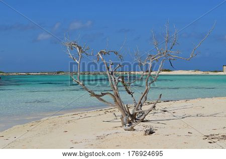Driftwood tree standing on the shore of Baby Beach.