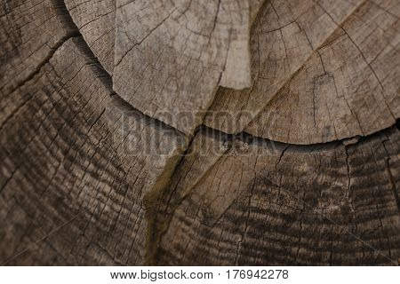 Tree bark background and texture. Wood texture of cut tree trunk. Abstract texture and background for designers. Closeup view of wood lines and circles.