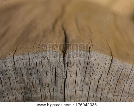Tree bark background and texture. Wood texture of cut tree trunk. Abstract texture and background for designers. Closeup view of wood lines and circles.