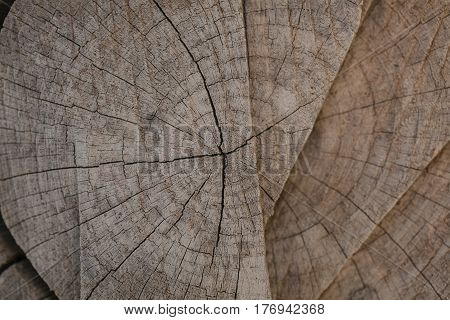 Tree bark background and texture. Wood texture of cut tree trunk. Abstract texture and background for designers. Closeup view of wood lines and circles.