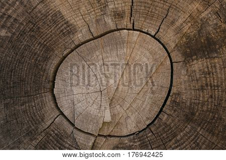 Tree bark background and texture. Wood texture of cut tree trunk. Abstract texture and background for designers. Closeup view of wood lines and circles.