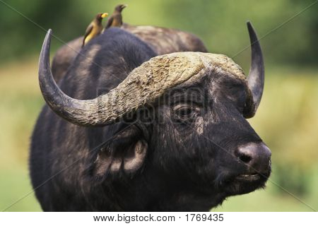 Cape Buffalo