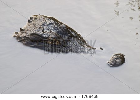American Alligator