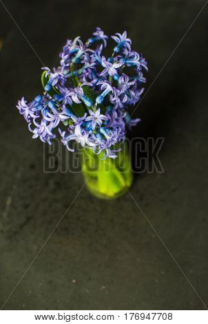 Spring Concept With Hyacinth
