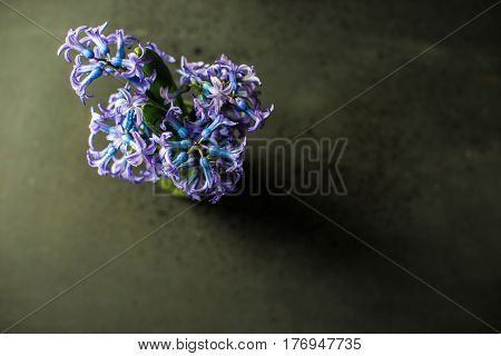 Spring Concept With Hyacinth