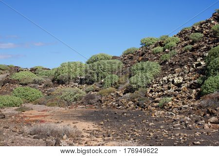 Arid territory of Lobos island, Canary, Spain. Euphorbia balsamifera plant. Tabaiba dulce. Lanzarote symbol