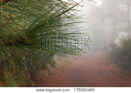 Pinus canariensis. Misty fog forest in Tenerife, Spain, winter weather