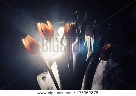 A Tulip In Smoke