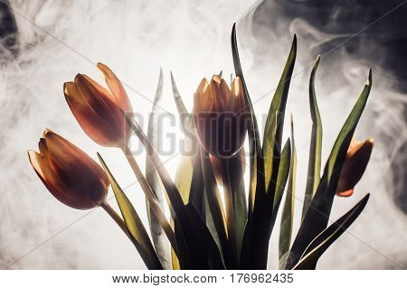 A Tulip In Smoke