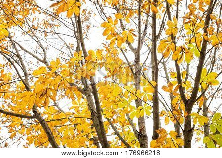 Autumn japanese horse chestnut leaves(Aesculus turbinata) in front of white sky