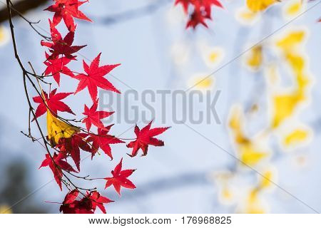 Close up red maple leaves with yellow ginko leaf in late autumn