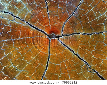 crack on section cross of body tree