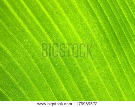 texture of banana leaf in general nature