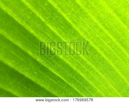 texture of banana leaf in general nature