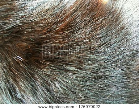 texture of fur hair of black and brown cat