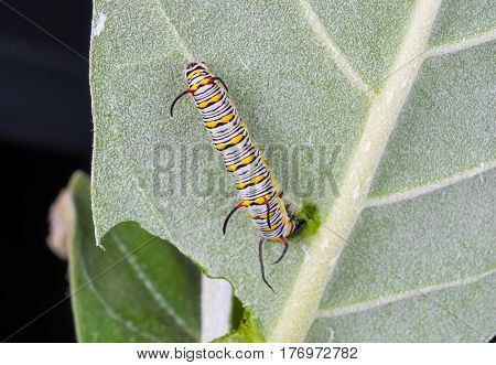 Closeup To Larva Plain Tiger Butterfly Caterpillar, Danaus Chrysippus