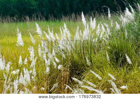 Kans grass Saccharum spontaneum dark green backgound Kolkata West Bengal India - welcoming autumn in the city.