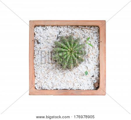 Top view of small cactus plant in pot isolate on white background with clipping path