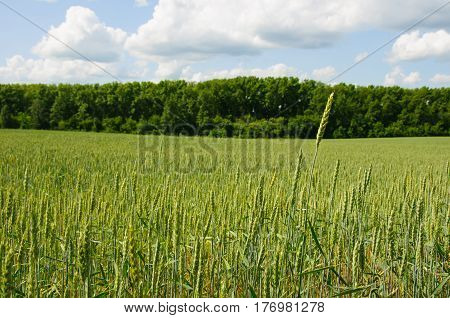 Fielf of wheat against the background of forest and blue summer cloudy sky and lone ear on foreground