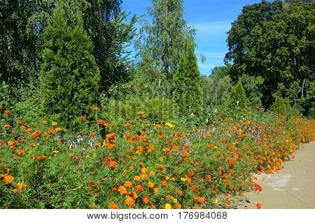 Close up on late summer flowerbed with marigold and junipers the evergreen coniferous plant with scale-like leaves. Landsсape design in the garden.