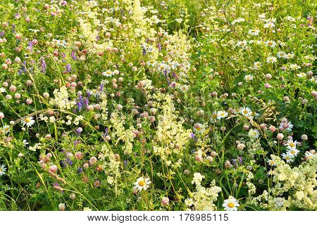 Abundance of blooming wild flowers on the meadow at summer.