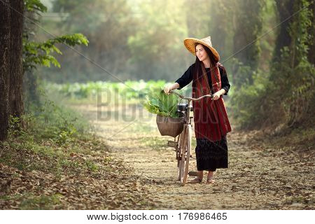 Beautiful Lao women riding bicycles. Lao traditional beautiful woman walking in the tobacco garden.