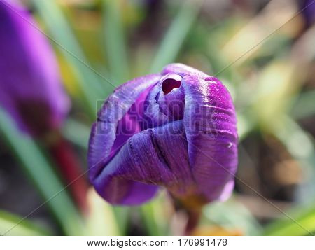 Purple spring crocus Crocus vernus in the park. Saffron flower. Close Up