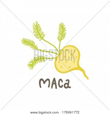 Maca root superfood. Vector hand drawn illustration