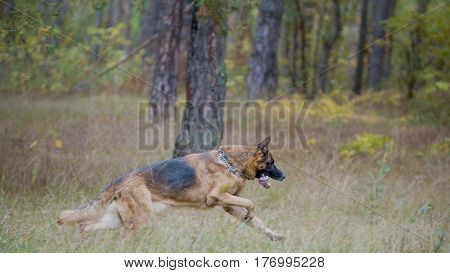 A Dog Male - German shepherd walking in autumn forest, telephoto