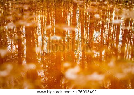 St. Petersburg-19.03.2017: Sosnovka Park in the early spring with thawed patches and the remains of snow