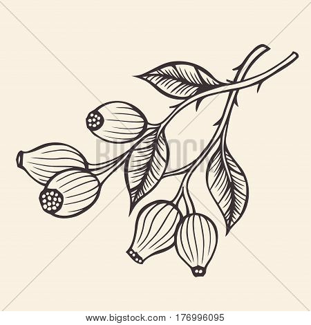 Dog rose sketch. hand drawn sketch. Ink, pencil. Botanical art illustration.Vintage design for sketchbook, Isolated on beige